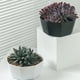 thumbnail image 2 of Macetas Para Plantas Macetas De Plástico De Gran Diámetro Con Orificio De Drenaje Macetas Modernas Ideal Para Plantas Hierbas Violetas Africanas Plantas De Follaje sonducket HA028500-02, 2 of 6