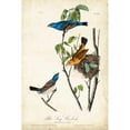 thumbnail image 3 of Audubon, John James 17x24 Black Modern Framed Museum Art Print Titled - Blue Song Grosbeak, 3 of 5