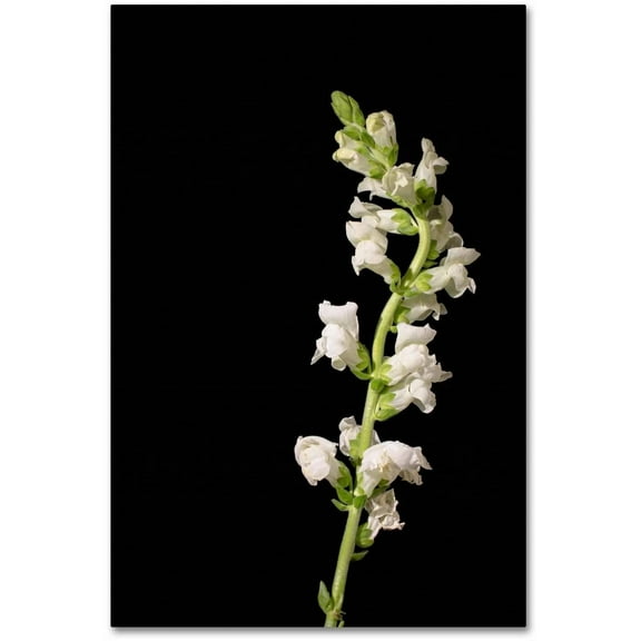 Trademark Fine Art 'White Snapdragons Against Black Background' Canvas Art by PIPA Fine Art