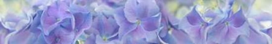 Hydrangea Blue Pan