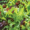thumbnail image 4 of Burpee Organics Classic Mix Mesclun Seeds - Non-GMO, Organic Vegetable Gardening Seeds, 1.5g, 1-Pack, 4 of 6