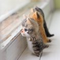 thumbnail image 5 of Juguetes hechos a mano bonitos e interesantes, kits de bricolaje de fieltro de lana para gatos, muñeco de peluche sin terminar, juguete musical para tocar, regalo, producto no terminado, 5 of 5