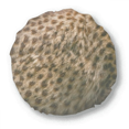 thumbnail image 1 of Coussin Rond Design Plume de Léopard Décoration Maison, 1 of 3