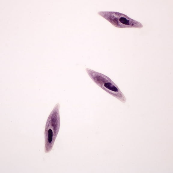 Paramecium Caudatum Slide, W.M.