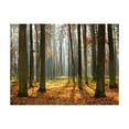 thumbnail image 3 of Tiptophomedecor Landscape Wallpaper Wall Mural - Autumn Trees, 3 of 4