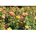 thumbnail image 3 of Rio Samba Hybrid Tea Rose Bush Potted Flowering Shrub, in a 3 Gal. Pot, 3 of 4