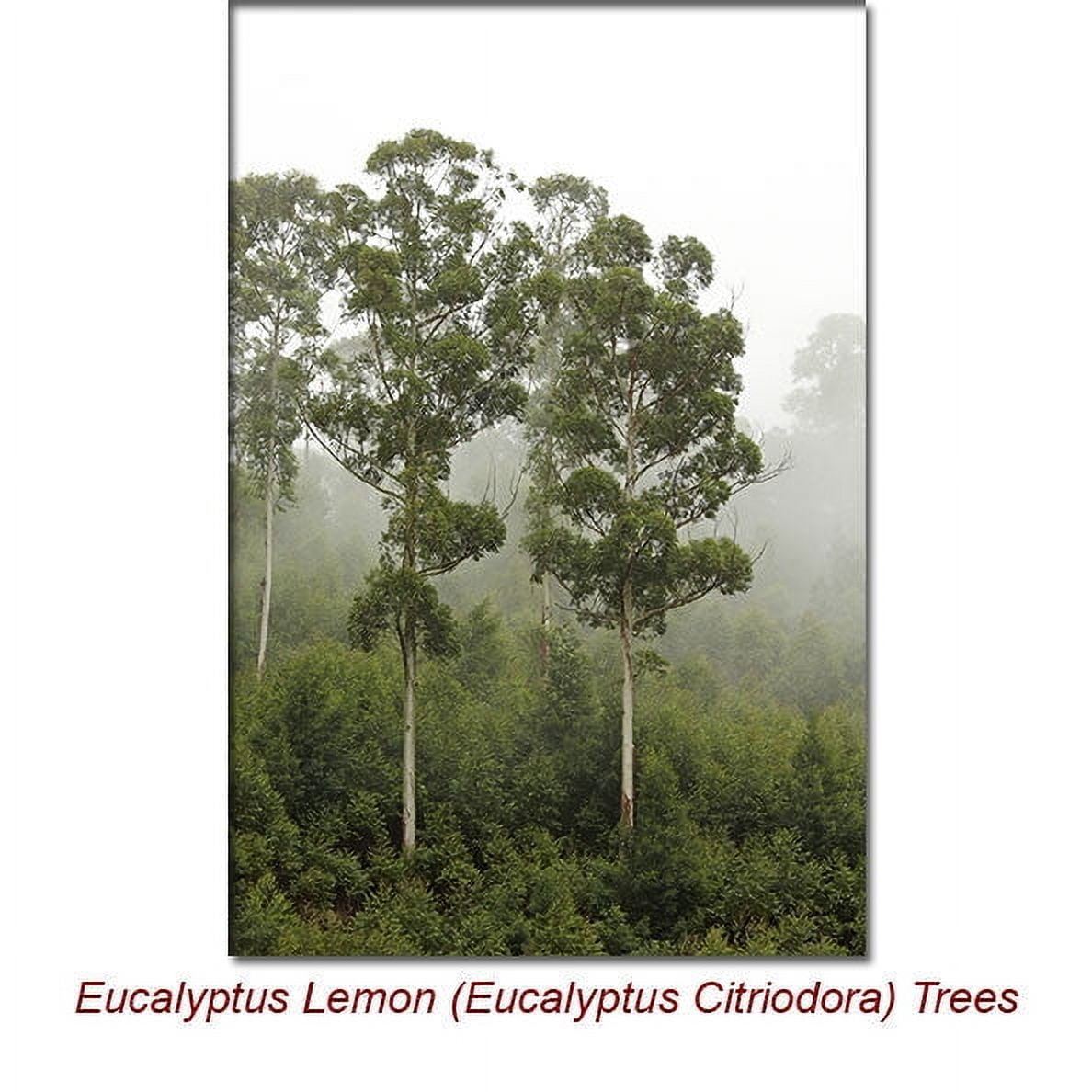 Eucalyptus Citriodora Lemon Essential Oil 1 fl oz (30 ml) - 100% Pure and Natural by Silky Scents