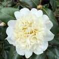 thumbnail image 5 of Jury’s Yellow Camellia Live Shrub – 2 Gallon, 5 of 6