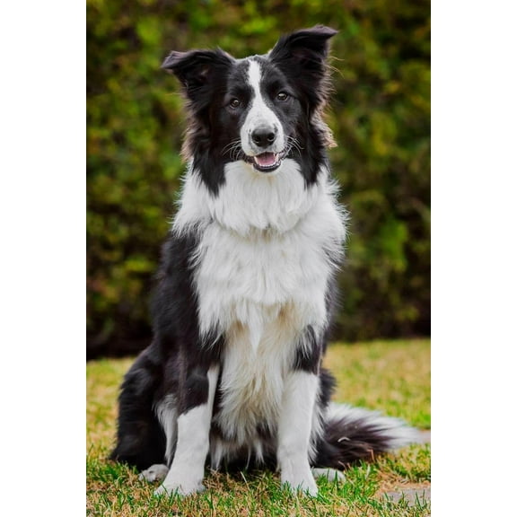 Border Collie Jigsaw Puzzles Adults 1000 Piece Family Decoration Picture Woods Puzzles