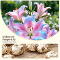 thumbnail image 2 of Lily Bulbs,Low Maintenance - Easy Grow - Ideal For Beds Borders, Plant Pots & Planters, 2 of 5