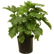 Live Indoor  Plants  Walmart com