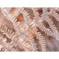 thumbnail image 3 of Frank, Assaf 18x15 Black Modern Framed Museum Art Print Titled - Frost on plant, 3 of 5