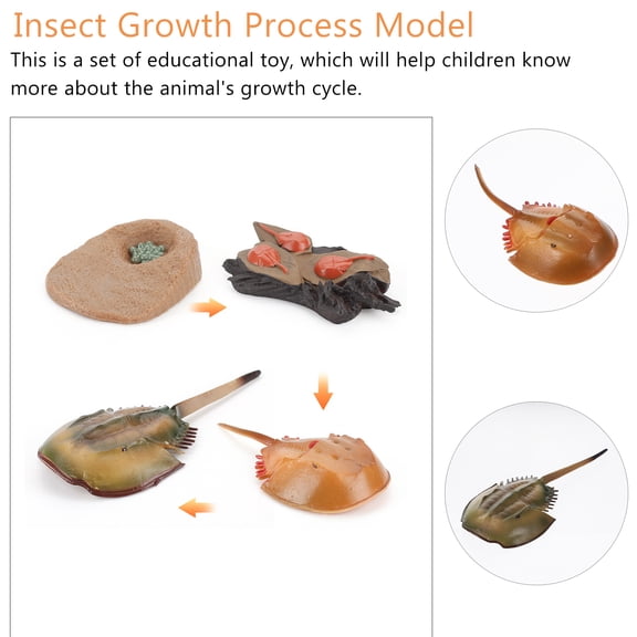 Baluue Horseshoe Crab Figurine Set for Science Education, Classroom Learning Aid, Teaching Model for Kids and Students