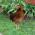 thumbnail image 2 of Clearance! Nomeni Garden Stakes Garden Decoration Fun Plug in Rooster Hen Courtyard Plug in Yard Art Garden Garden Outdoor Decoration Plug in Garden Decor, 2 of 4