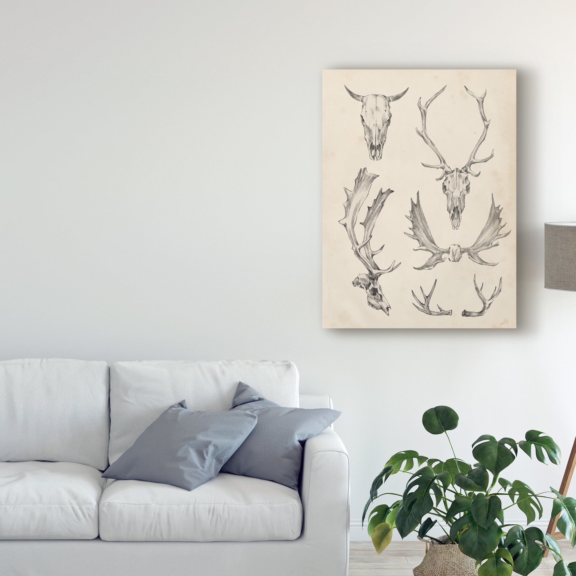 Trademark Fine Art 'Skull And Antler Study II' Canvas Art by Ethan Harper