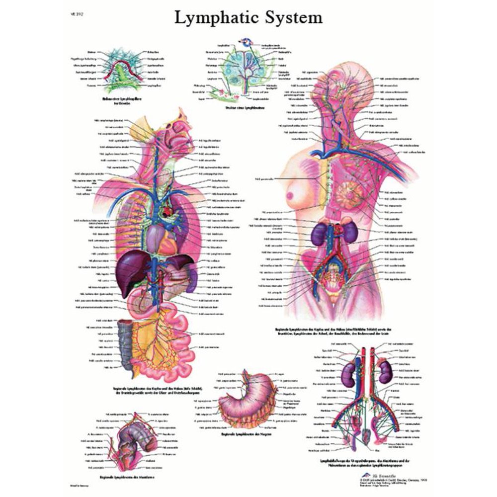 Anatomical chart: lymphatic system, laminated - Walmart.com - Walmart.com