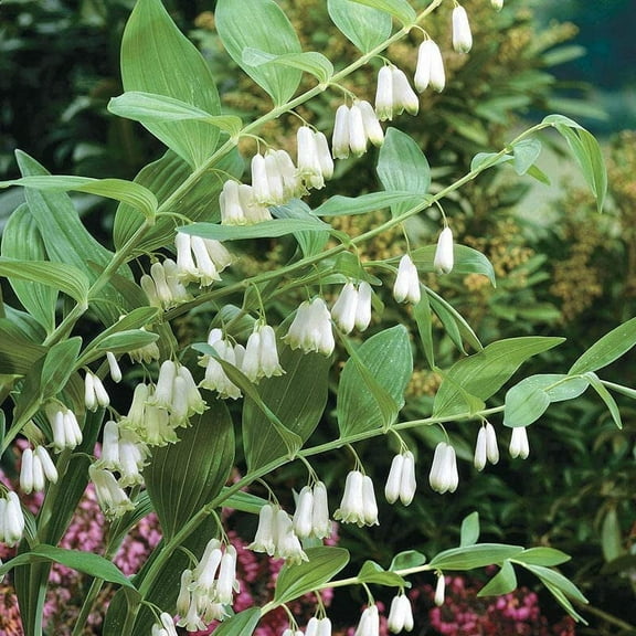 Great Solomon's Seal Seeds for Planting (20 Seeds) - Polygonatum biflorum - Stunning Weeping Flowers and Fruit Bearing