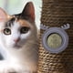thumbnail image 5 of naturales para gatos Catnip, Limpieza Bola 360 Nutrición giratoria, Bola nutrición, Adhesivo lindo, Montaje , Ciervo Gris Gloria Juguetes de pared de hierba gatera, 5 of 9