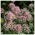 thumbnail image 3 of Everwilde Farms - 600 Prairie Onion Native Wildflower Seeds - Gold Vault Jumbo Bulk Seed Packet, 3 of 4