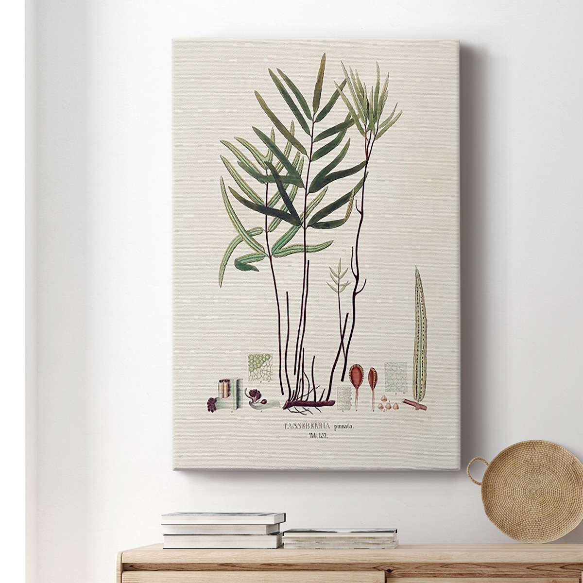 Botanical Society Ferns XI Premium Gallery Wrapped Canvas - Ready to Hang