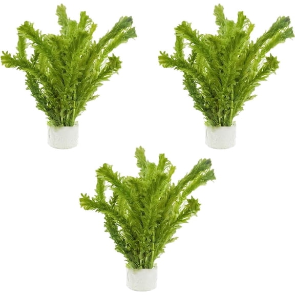 Anacharis Egeria Densa Bunch Live Aquarium Plants (3 Bunches) Live Aquarium Plants BUY 2 GET 1 FREE