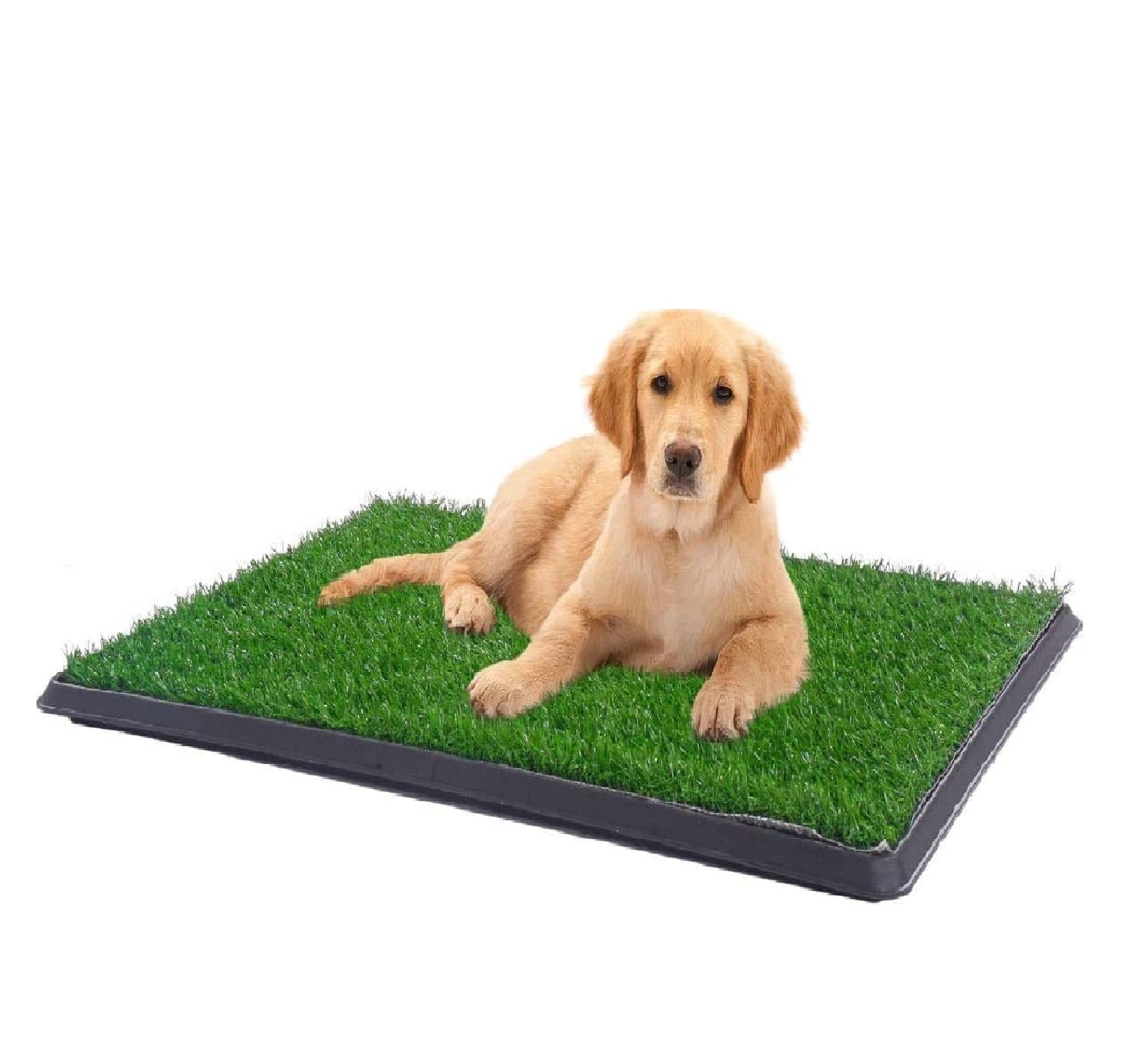 Dog Potty Grass - Furrypalsng