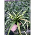thumbnail image 2 of Hawaiin Spider Plant ~ Variegated Green and White ~ Live Large Plant for Home or Office, 2 of 5