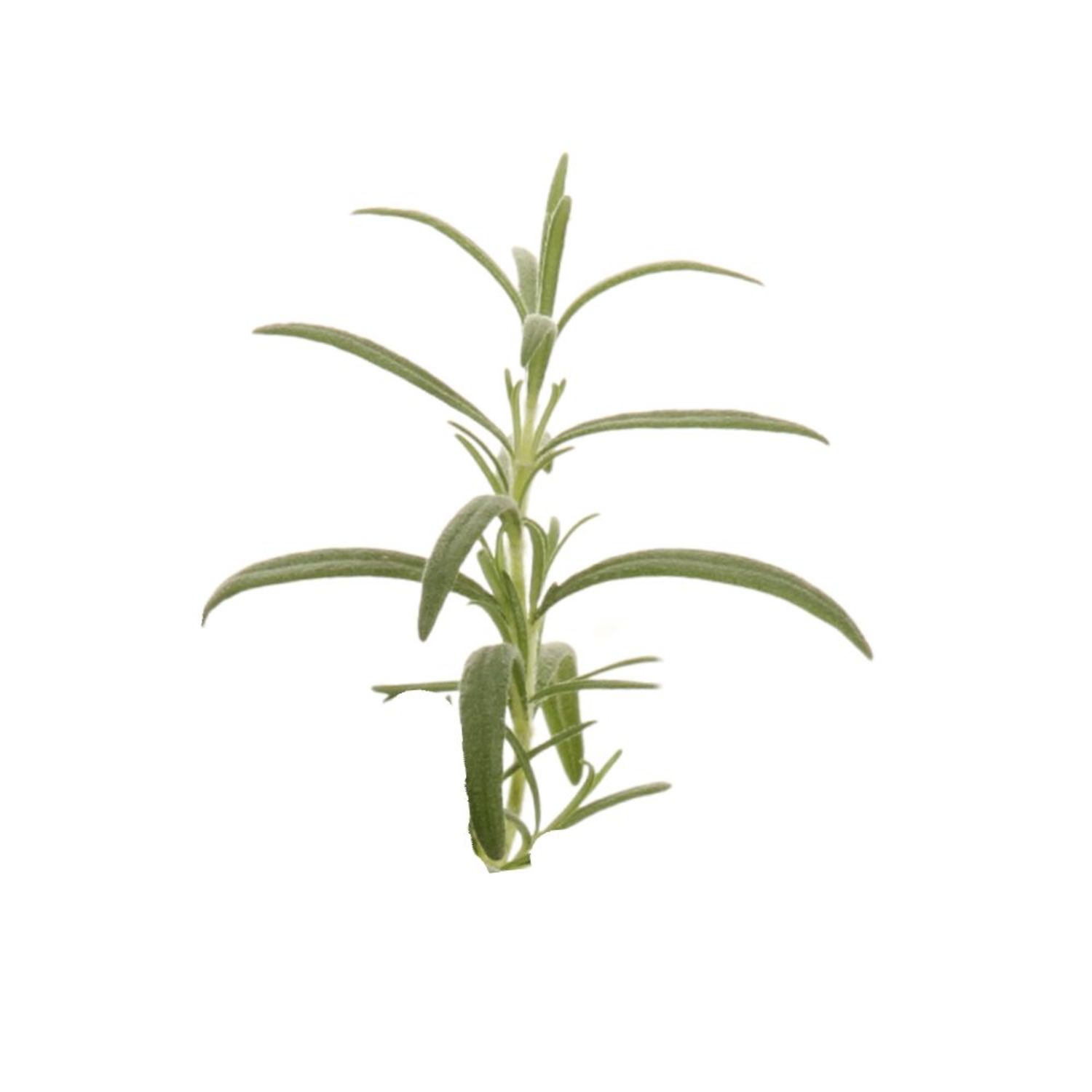 Proven Winners 4" Proven Selections Prime Rosemary Rosemary Live Herb Plant in 4.25" Pot (4 Count)