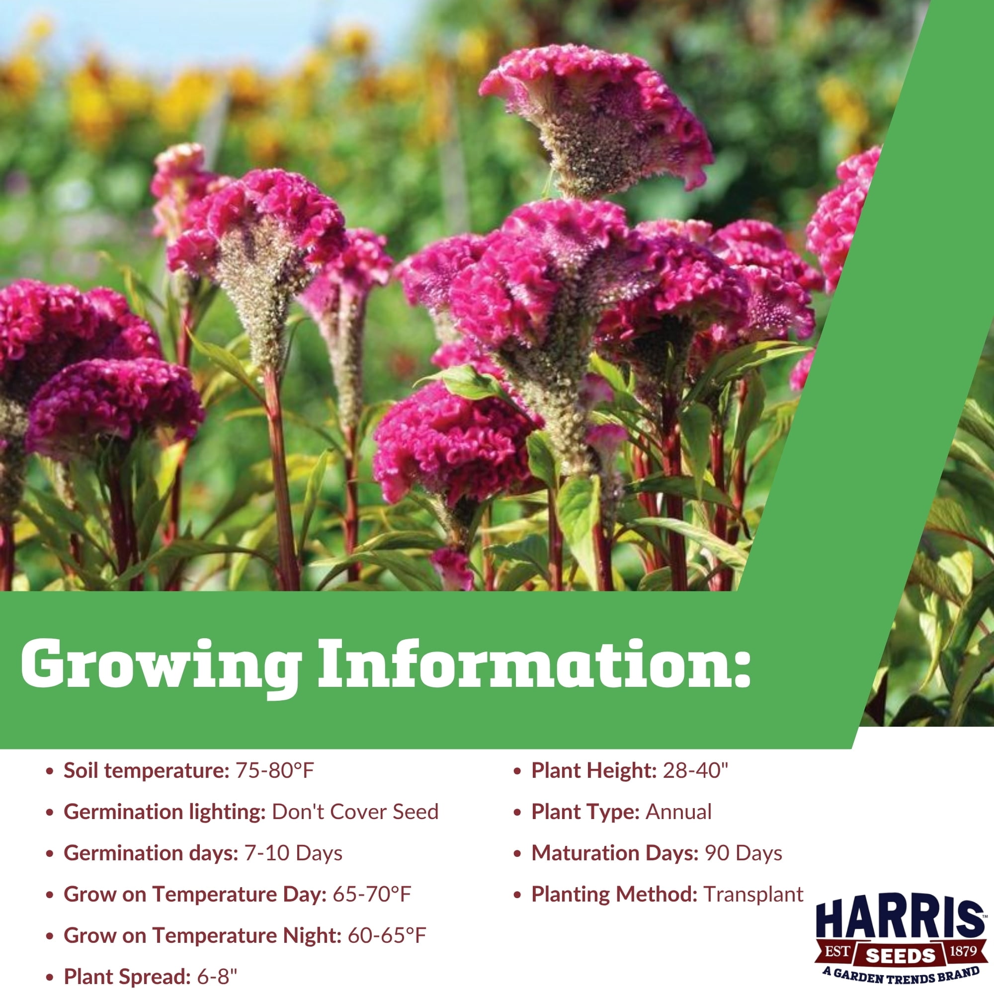 Harris Seeds Neo Pink Celosia Seeds, Bright Pink Blooms with Dark Stems for Cut Flower Gardens, Pelleted, 100 Count