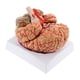 thumbnail image 3 of Modelo de Cerebro Humano, Ayuda Didáctica, Desmontable, Fácil de Usar, de Modelo de Tamaño Natural, Herramienta Educativa para Exhibición., 3 of 9
