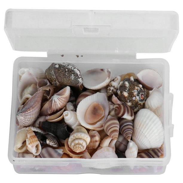 Concha de mar cómoda y práctica concha de mar para adornos para accesorios ANGGREK Otros
