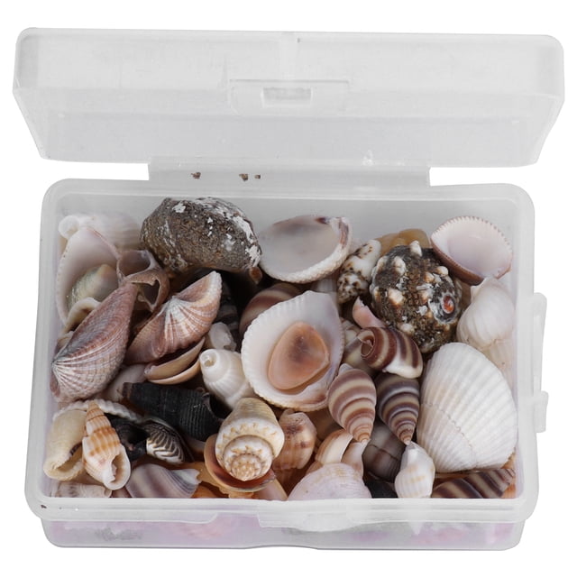 Concha de mar cómoda y práctica concha de mar para adornos para accesorios ANGGREK Otros