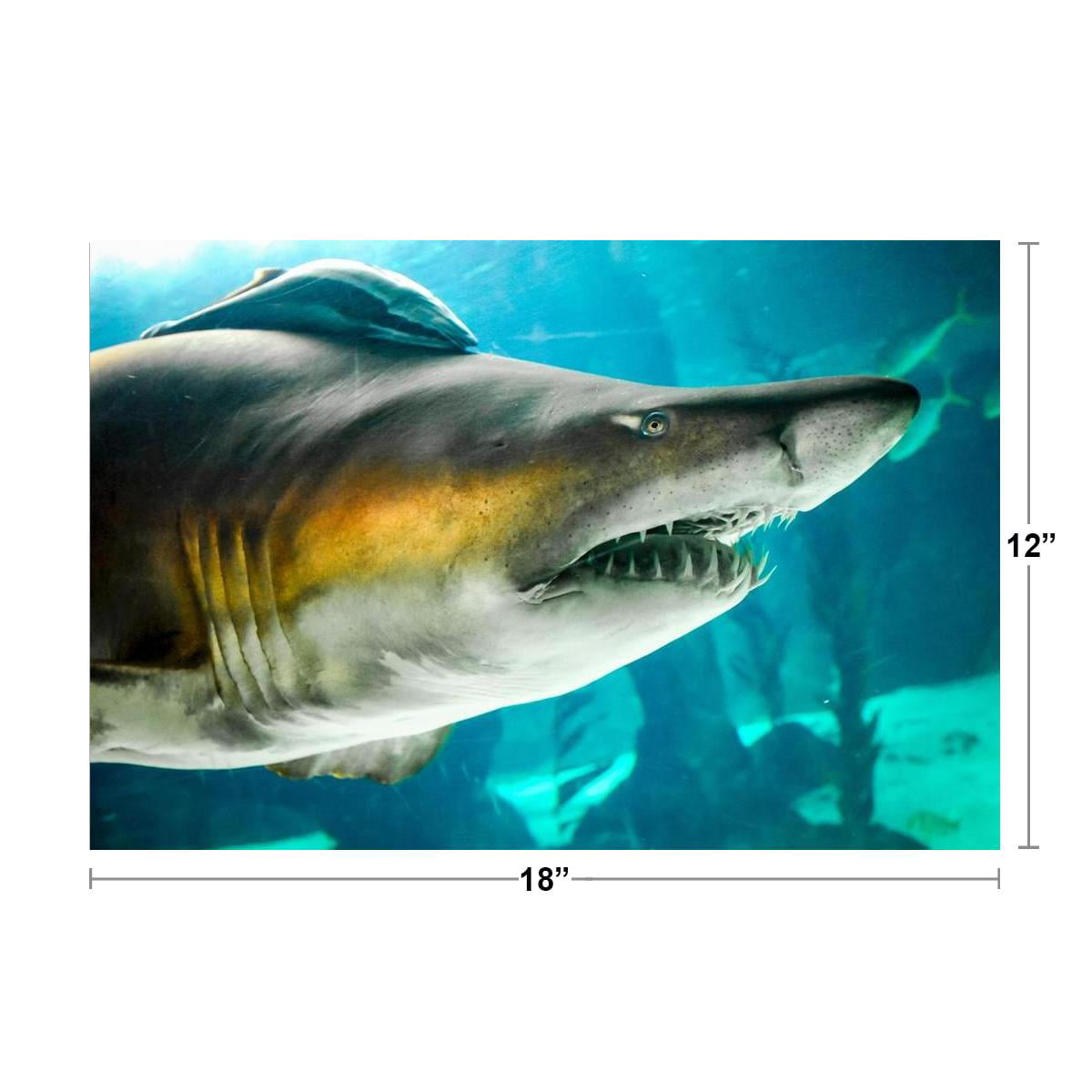 Sand Tiger Shark Up Close Photo Art Print Poster 24x36 inch 