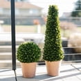 thumbnail image 3 of 24" Artificial Boxwood Plant in Tapered Pot, 3 of 5