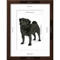 thumbnail image 3 of Black Pug, Animals Framed Art Print Wall Art Sold by Art.Com, 3 of 6