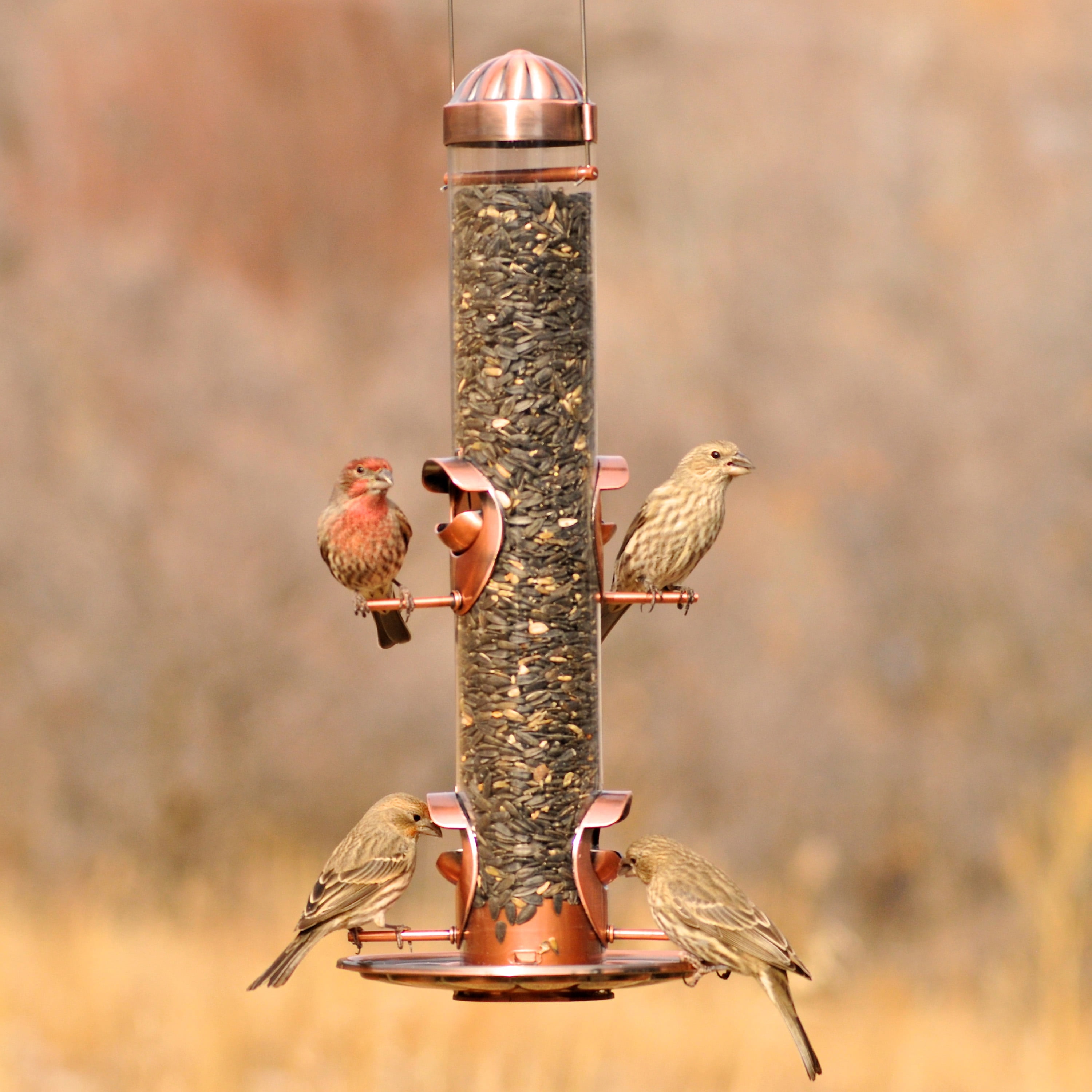 Perky-Pet Copper Finish 2-in-1 Wild Bird Tube Feeder - 1.8 lb Capacity