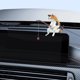 thumbnail image 5 of Lindo Gato Paisajismo Pesca Ornamento S Coche Interior Decoraciones, 5 of 9