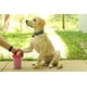 thumbnail image 3 of Limpiador Portátil Dexas Rosado Mediano para Patas de Perro, 3 of 6