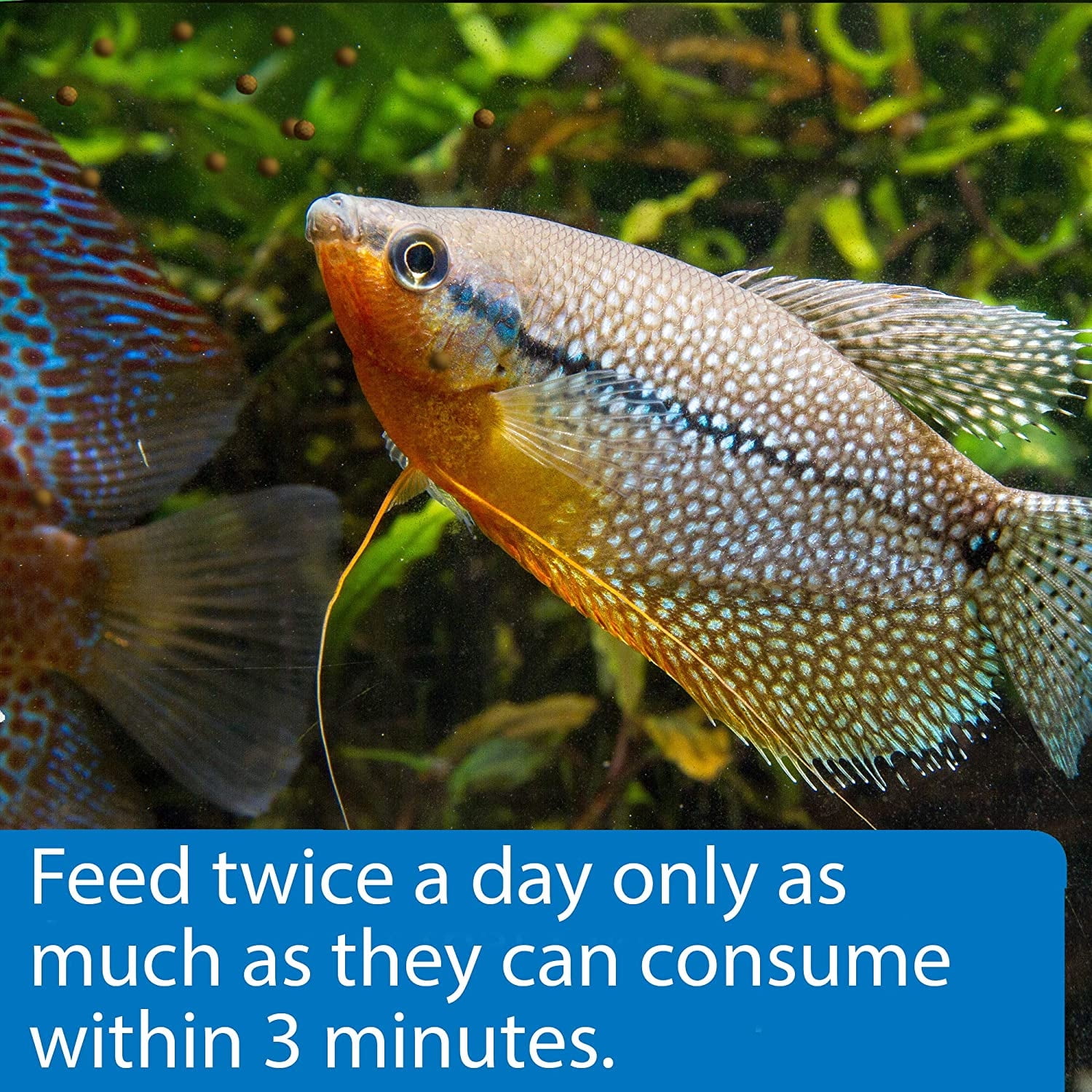 API Tropical Premium Pellets for Community Fish [Aquarium Tropical Fish Food, Aquarium Supplies] 12.6 oz (3 x 4.2 oz)