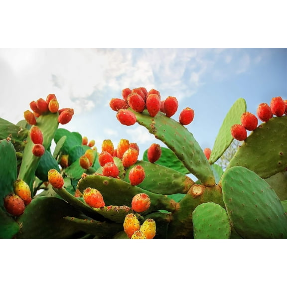 10 Seeds Orange PRICKLY PEAR CACTUS Indian Fig Opuntia Ficus-Indica Fruit Flower Seeds
