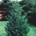 Leyland Cypress Tree - Live Plant - 24