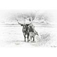 thumbnail image 3 of Drost, David 14x11 Black Modern Framed Museum Art Print Titled - Longhorn and Baby, 3 of 5