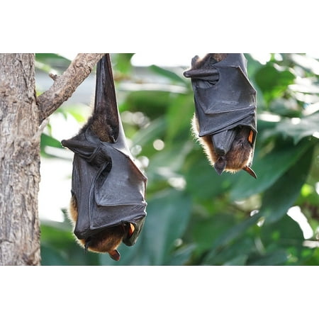 Framed Art For Your Wall Flying Fo Tropical Bat 10x13 Frame Framed Art For Your Wall Flying Fo Tropical Bat 10x13 Frame