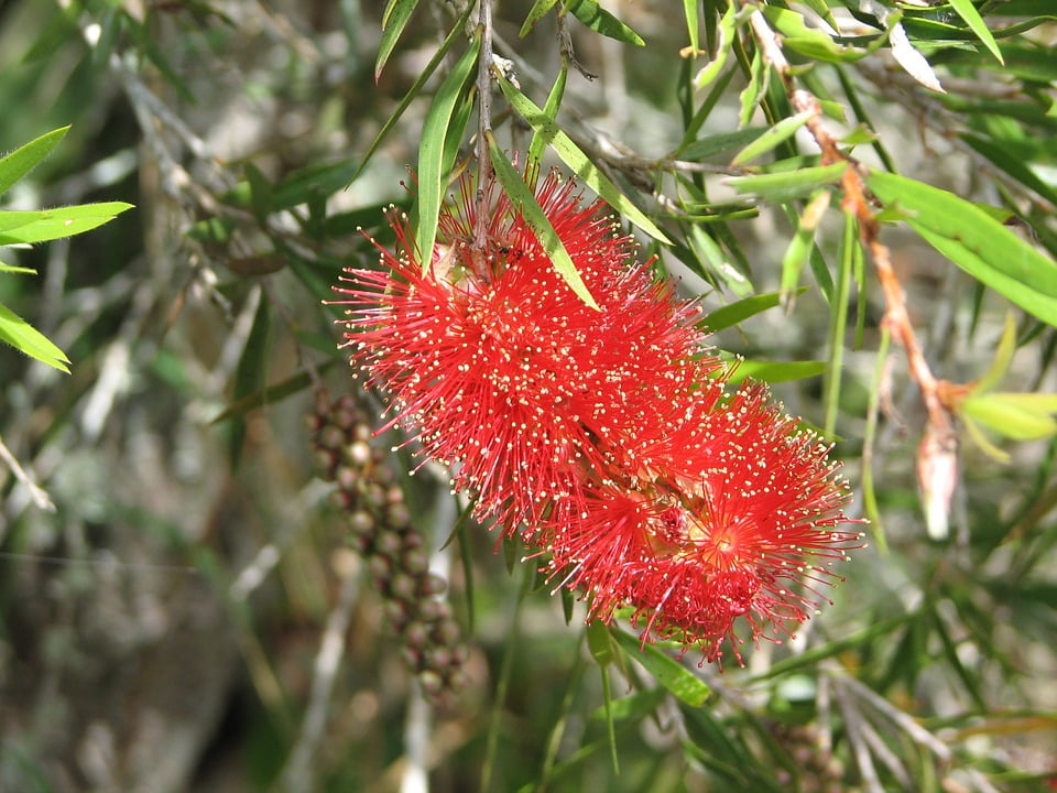 Bottle Brush растение