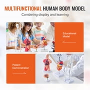 KFFKFF Collection of Human Anatomy Models, Includes Brain, Human Body Torso, Heart, Skeleton, Set of 4, 3D Interactive Study Aids, Instructional Tools for Physiology Students or Educational Resource
