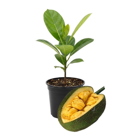Jackfruit Tree Live Plants, Jackfruit Tropical Fruit Trees, Sweet Fruit Plant from 8-10 Inch Tall in 4 Inch Pot for Outdoor Gardening