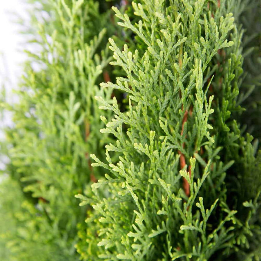 Expert Gardener Emerald Green Arborvitae (2.5 Gallon) Evergreen Thuja Shrub - Full Sun Live Outdoor Plant