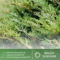 thumbnail image 6 of PHATOIL Cypress Essential Oil 30 mL (1 oz) 100% Pure, Undiluted, Therapeutic Grade, 6 of 7