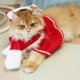 thumbnail image 4 of Pet Christmas Costume Set Santa Hat Scarf Cloak Decor For Pet For Dog Pet Christmas Party Cosplay Supplies, 4 of 6