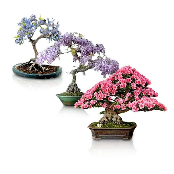 Flowering Bonsai Tree Seed Bundle 1 3 Types Of Flowering Tree Seeds To Grow As Bonsai Tree Chinese Wisteria Judas Tree Blue Jacaranda Walmart Com Walmart Com